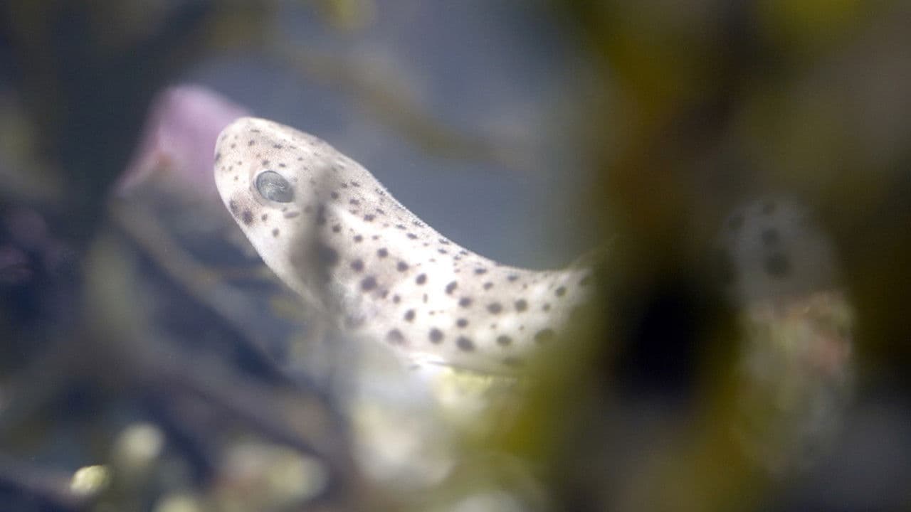 Backdrop – Ebbe - Ein tierisches Kammerspiel