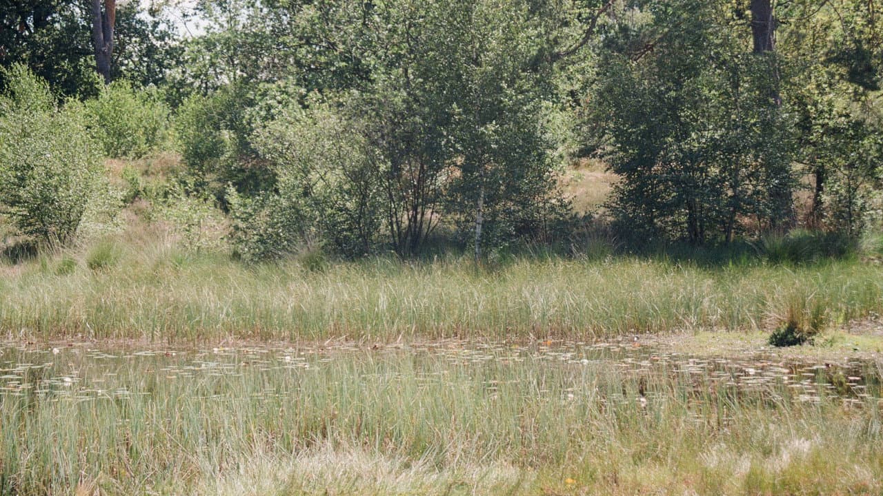 Backdrop – En Plein Air