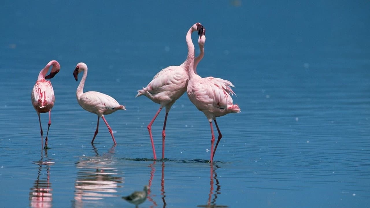 Backdrop – Nature: Love in the Animal Kingdom
