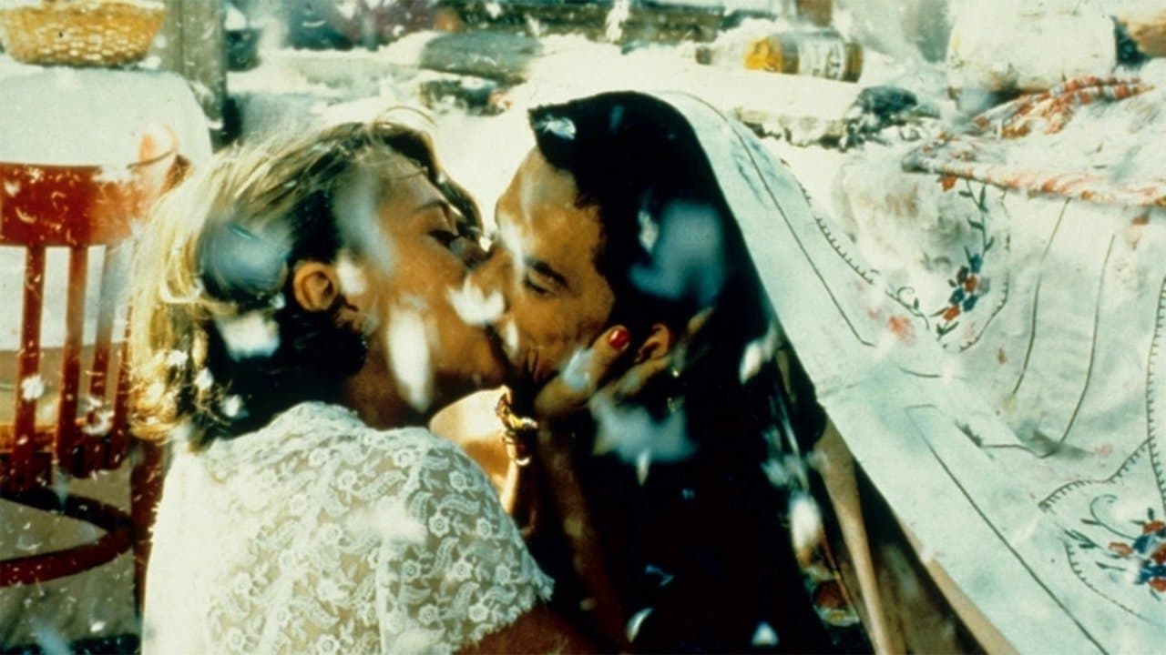 Backdrop – Schwarze Katze, weißer Kater