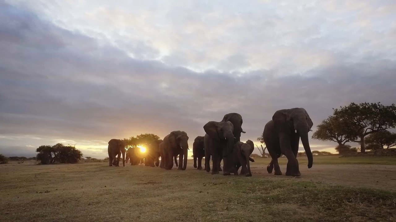 Backdrop – Diary of an Elephant Orphan