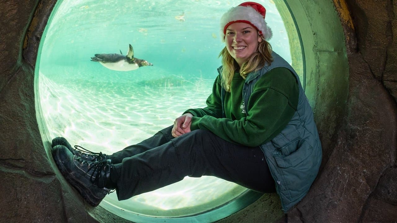 Backdrop – London Zoo at Christmas