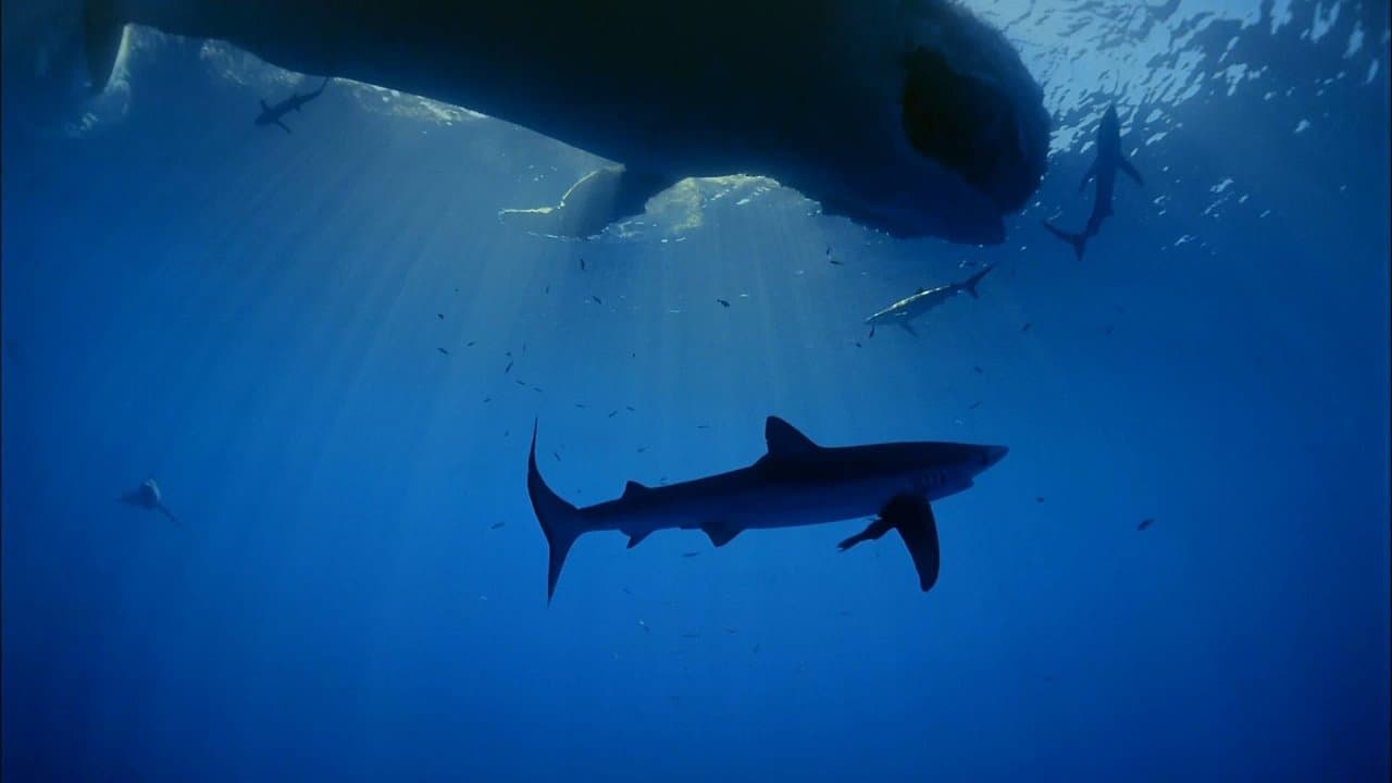 Backdrop – Ocean Oasis