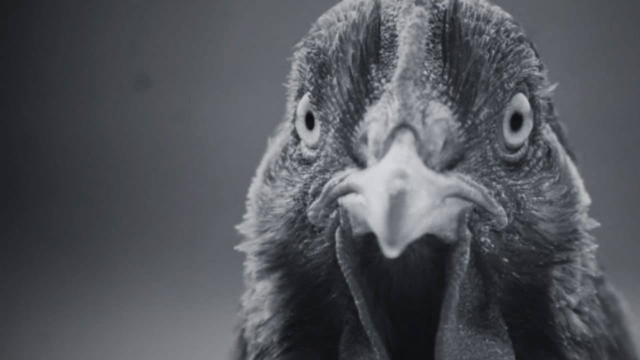Backdrop – ¿Por qué la gallina cruzó el camino?