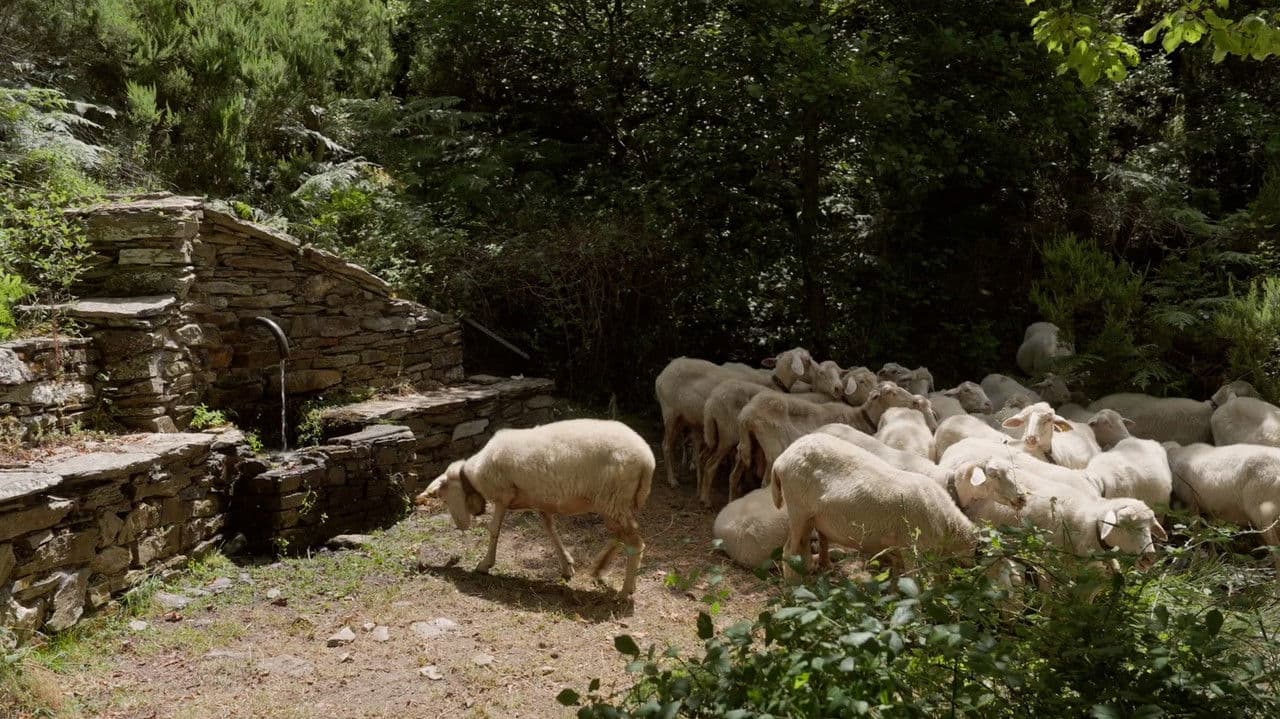 Backdrop – Sonaggios