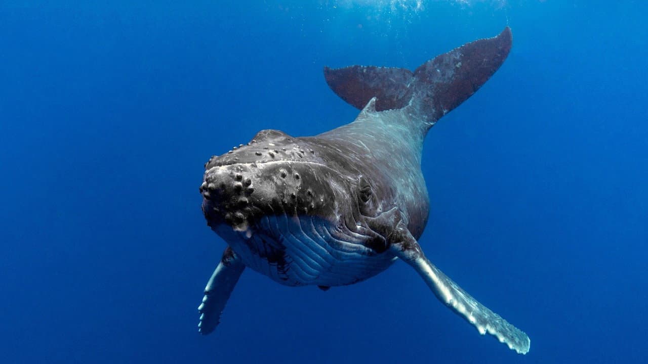 Backdrop – The Witness is a Whale