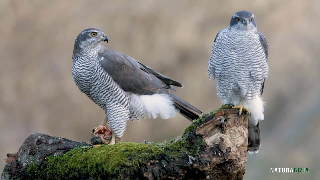 Backdrop – Natura Bizia