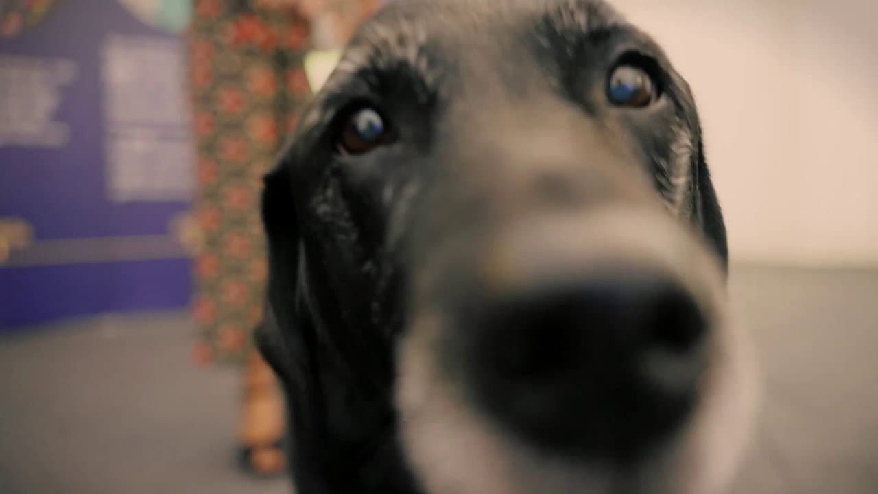 Backdrop – A Dog Called Laura