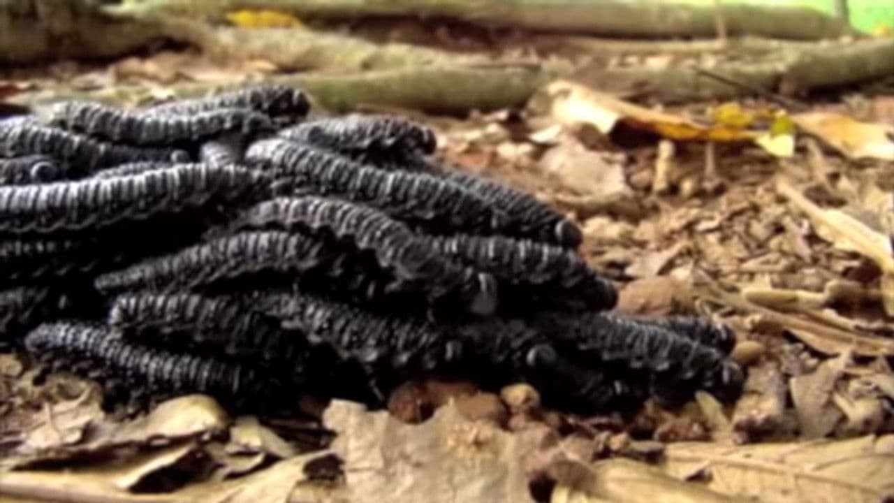 Backdrop – biletipobilequandovocêvomitadebarrigavazia