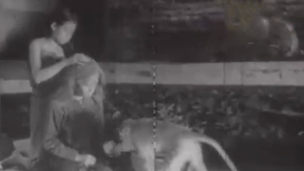 Backdrop – Si Melati