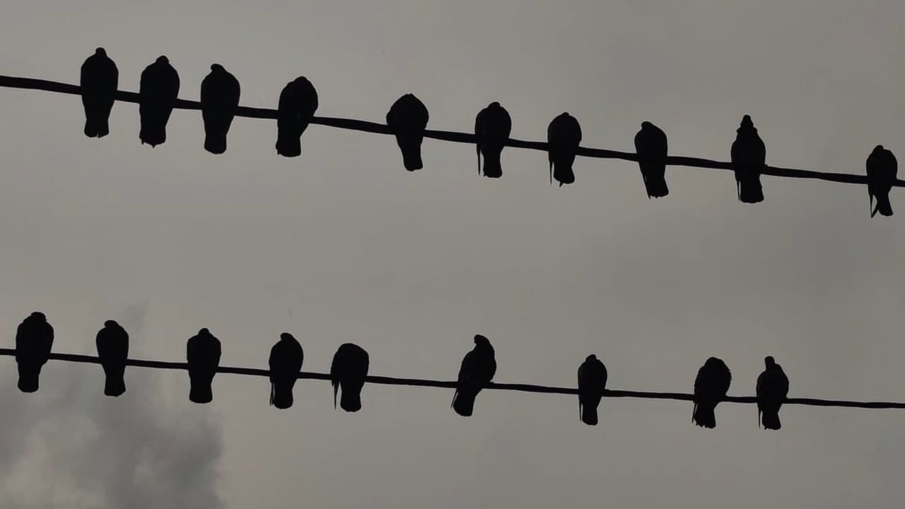 Backdrop – Găinaț