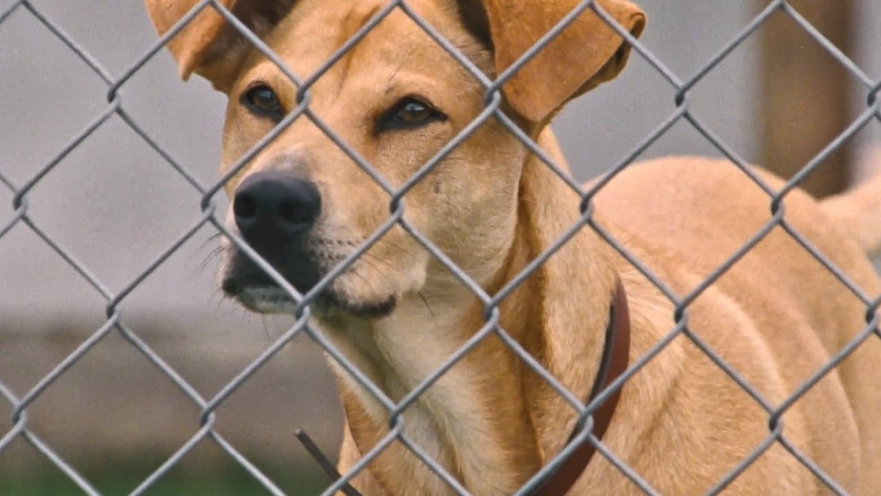 Backdrop – Wendy und Lucy