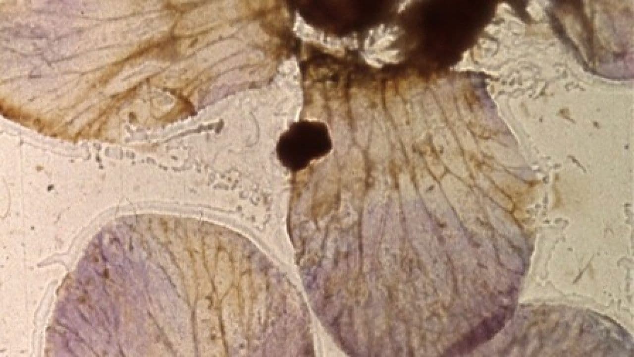 Backdrop – Mothlight