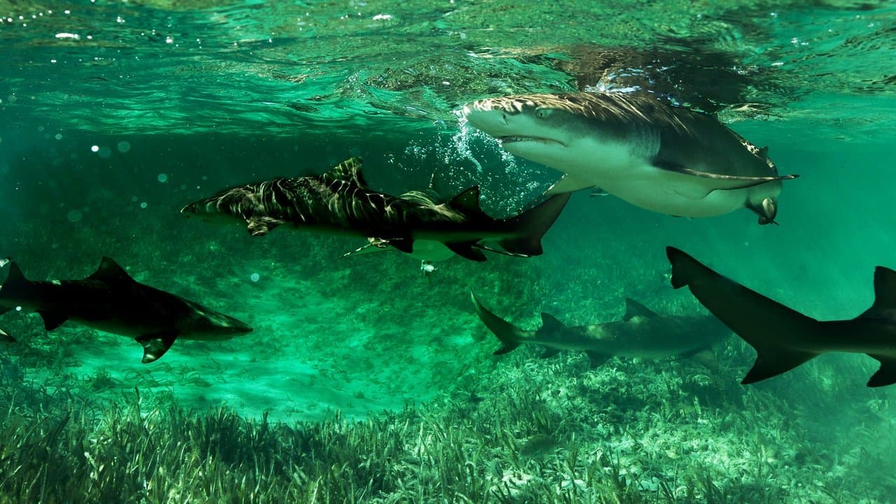 Backdrop – Shark Gangs