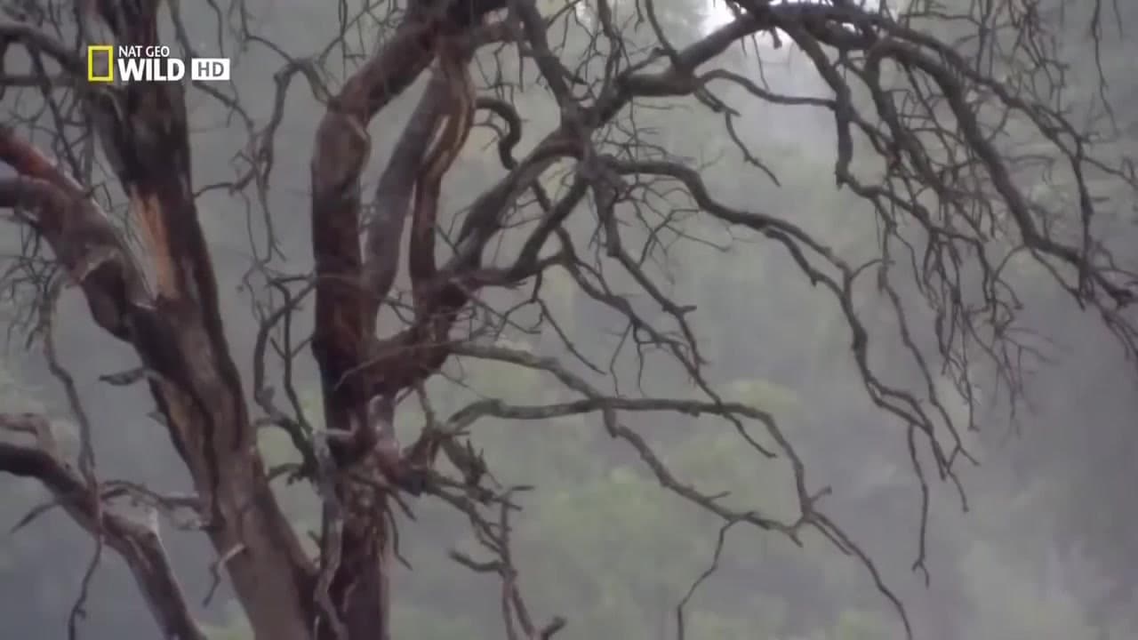 Backdrop – Lion Brotherhood