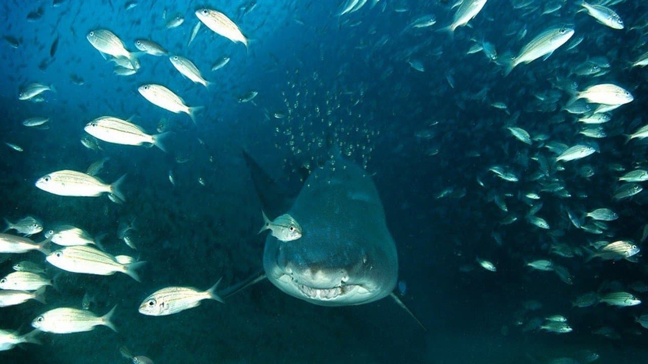 Backdrop – Wunder der Tiefe