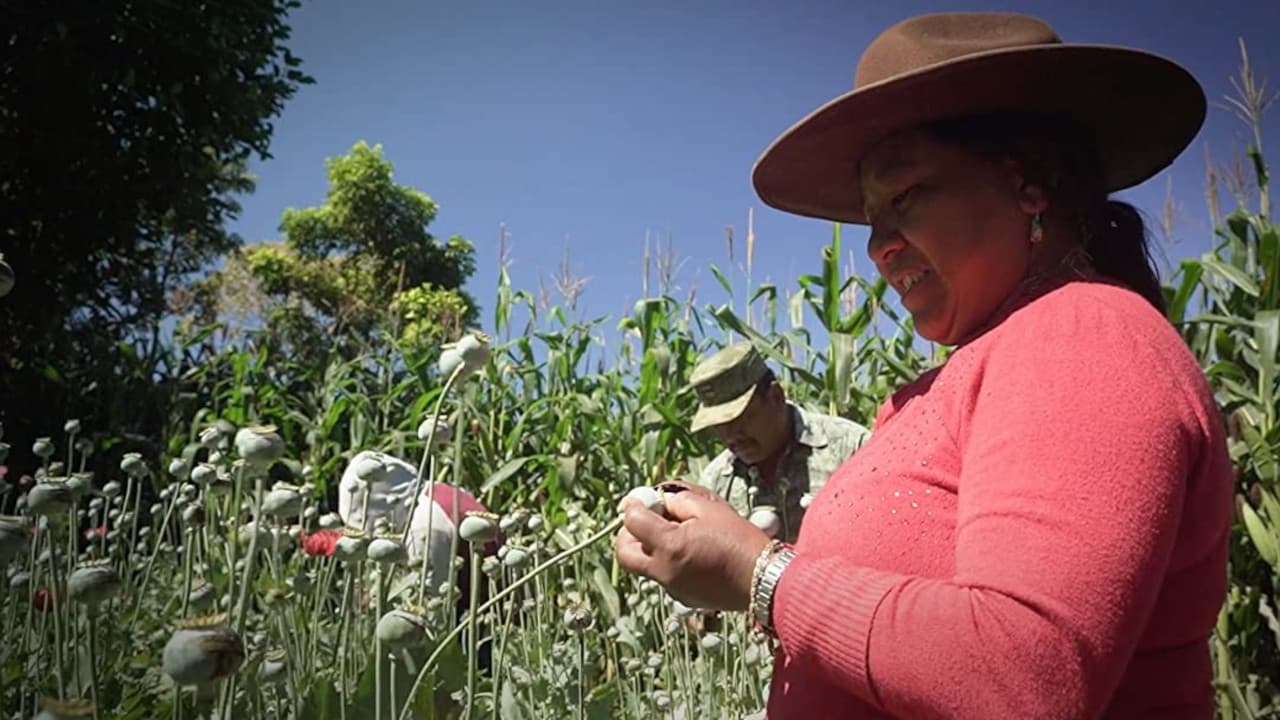 Backdrop – Les vrais Narcos
