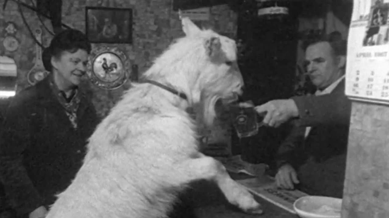 Backdrop – Beer-drinking Billy