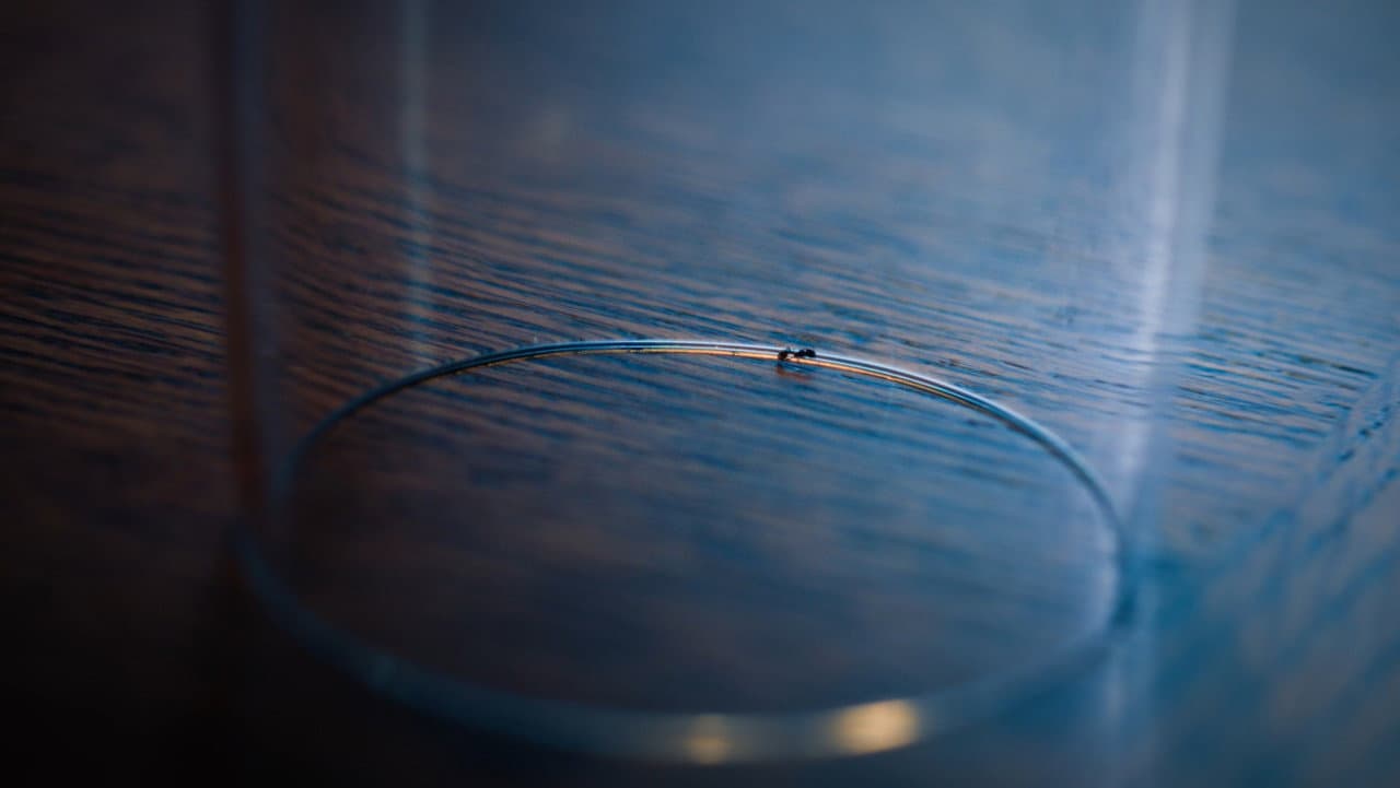 Backdrop – The Ant