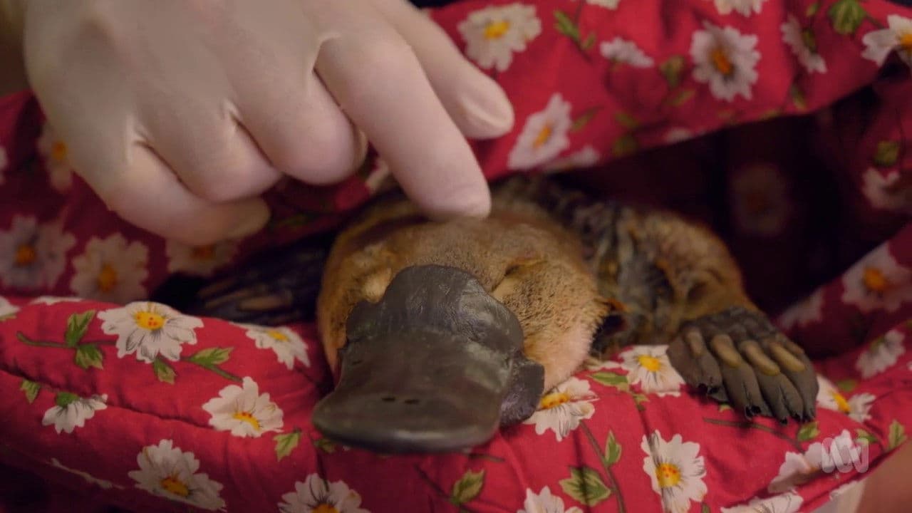 Backdrop – Der Schnabeltier-Schutzengel