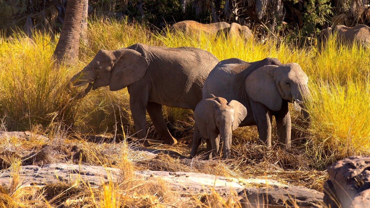 Backdrop – Namibia, Sanctuary of Giants
