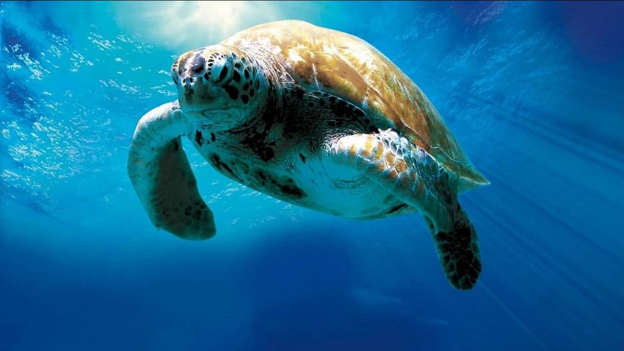 Backdrop – Tortuga - Die unglaubliche Reise der Meeresschildkröte