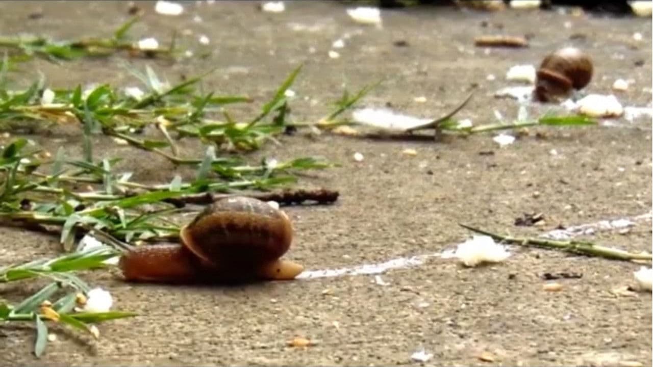 Backdrop – Hurto Libre