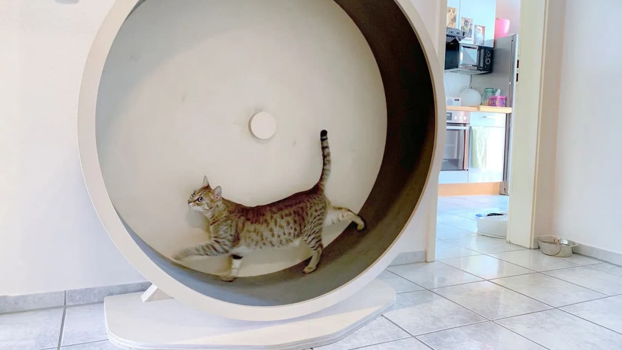 Backdrop – Das geheime Wesen der Katzen