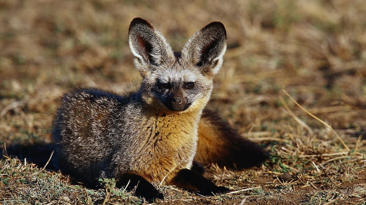 Backdrop – Namibias Löffelhunde – Lebenskünstler der Wüste