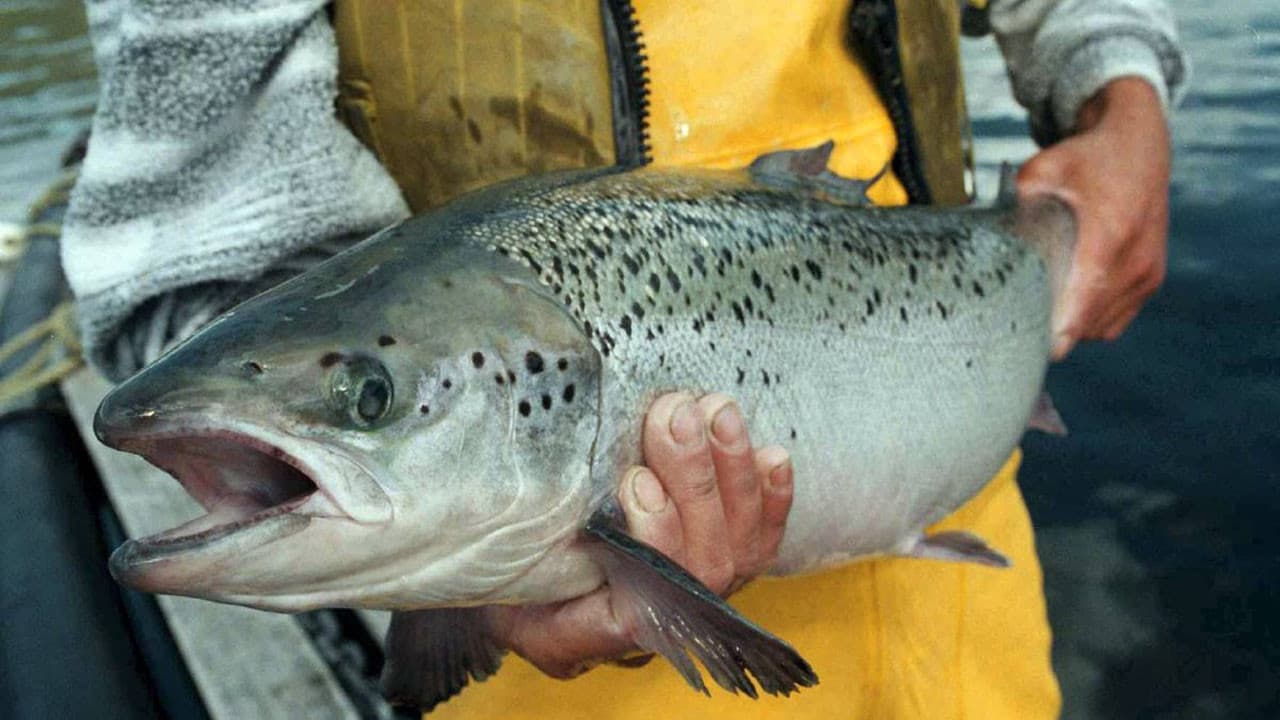 Backdrop – Fish: Farming in Troubled Waters