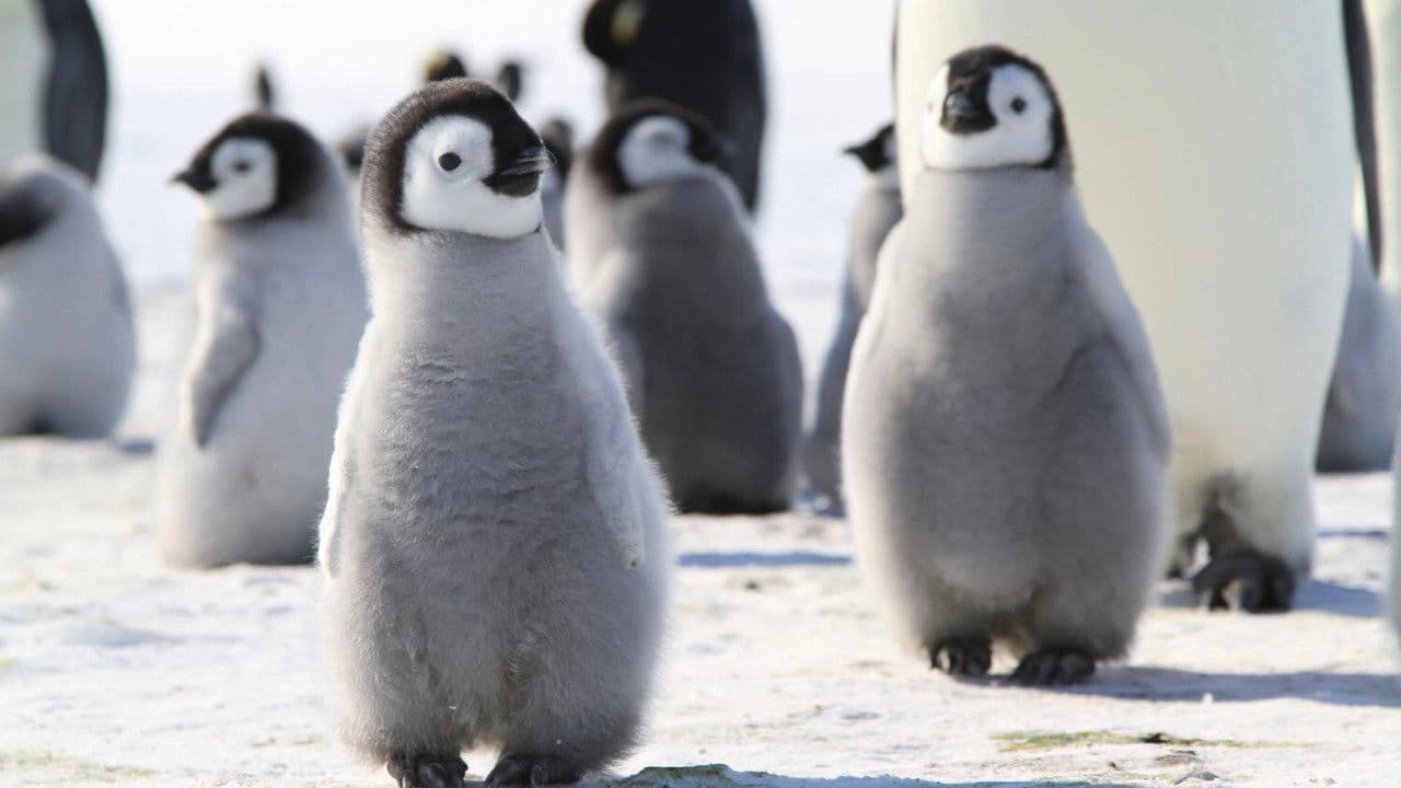 Backdrop – Pengi und Sommi - Die neue Reise der Pinguine