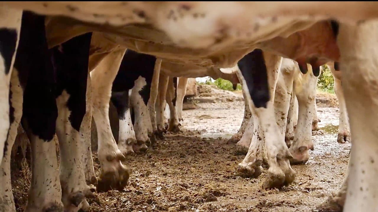 Backdrop – Les vaches n'auront plus de nom