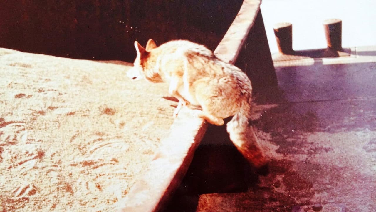 Backdrop – The Nashville Coyote