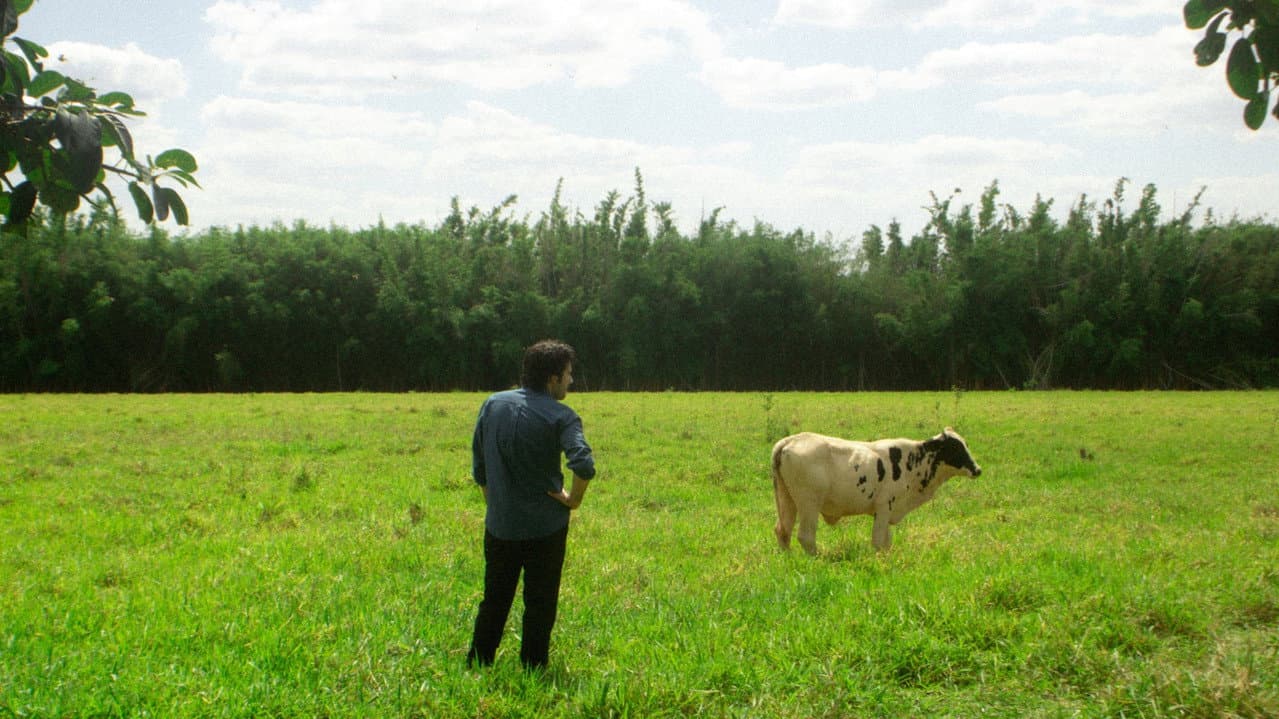 Backdrop – Império Volição