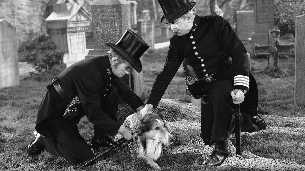 Backdrop – Lassie in Not