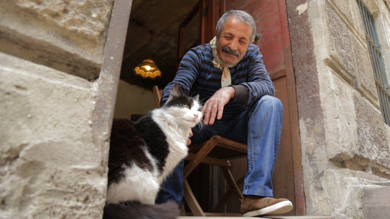 Backdrop – Kedi - Von Katzen und Menschen