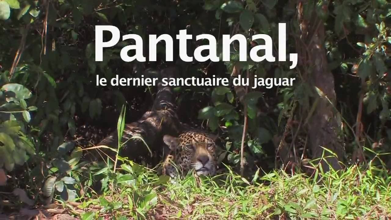 Backdrop – Pantanal, le dernier sanctuaire du jaguar