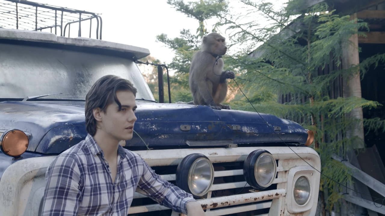 Backdrop – The Last Zombie