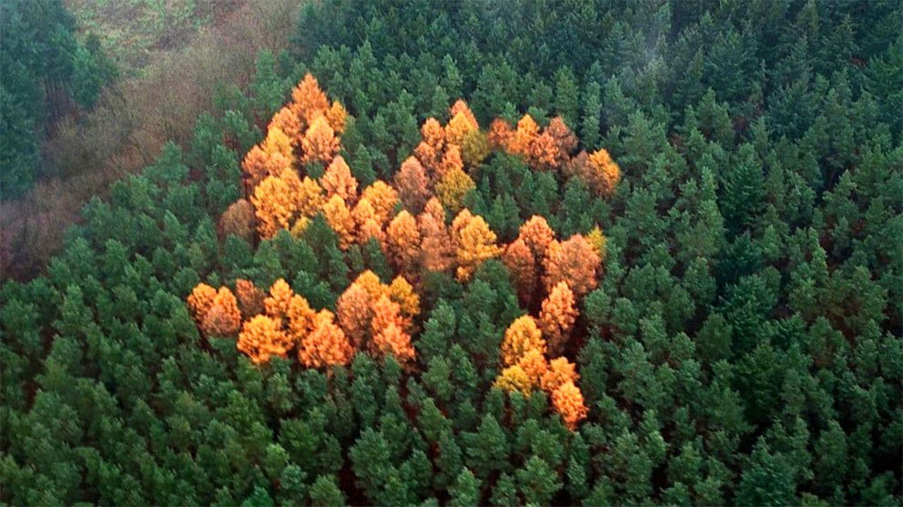 Backdrop – The Story of the Swastika