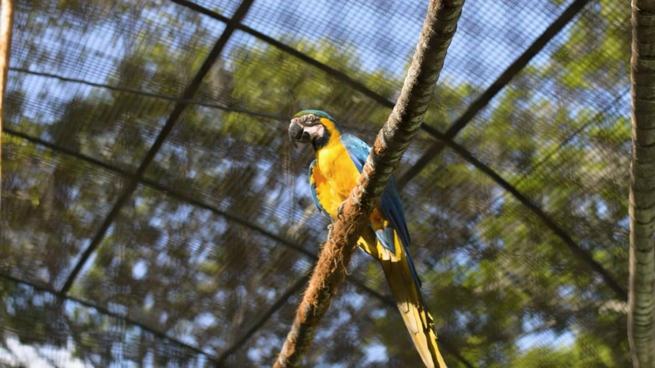 Backdrop – Guacamayas: El vuelo en una ciudad que no deja de crecer