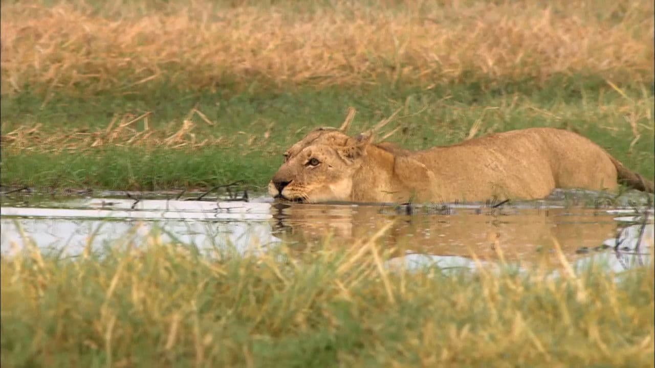 Backdrop – Swamp Lions