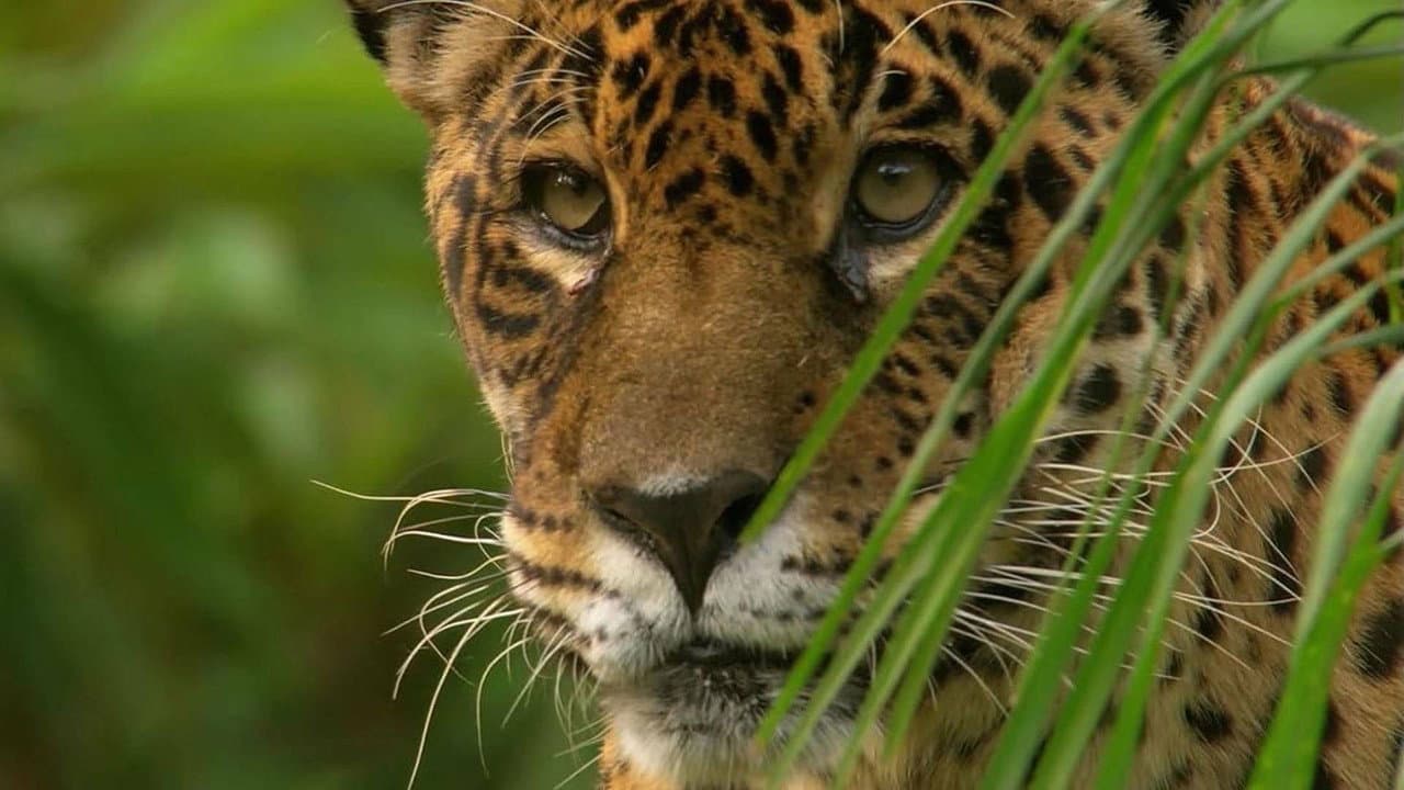 Backdrop – Jaguar: King of the Jungle