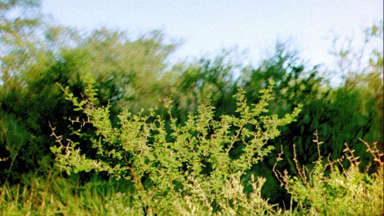 Backdrop – Ceniza Verde