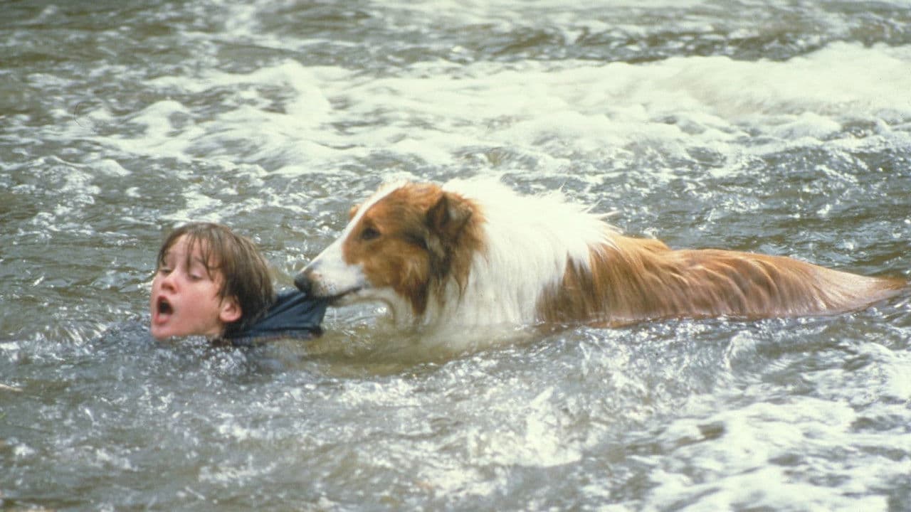 Backdrop – Lassie
