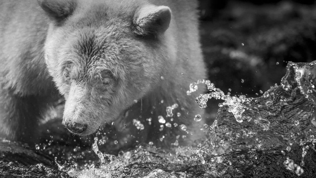 Backdrop – Elementa