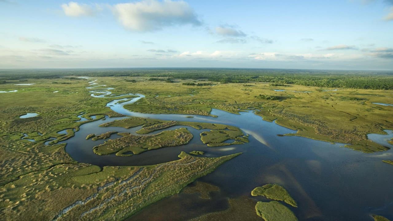 Backdrop – National Parks Exploration Series: The Everglades