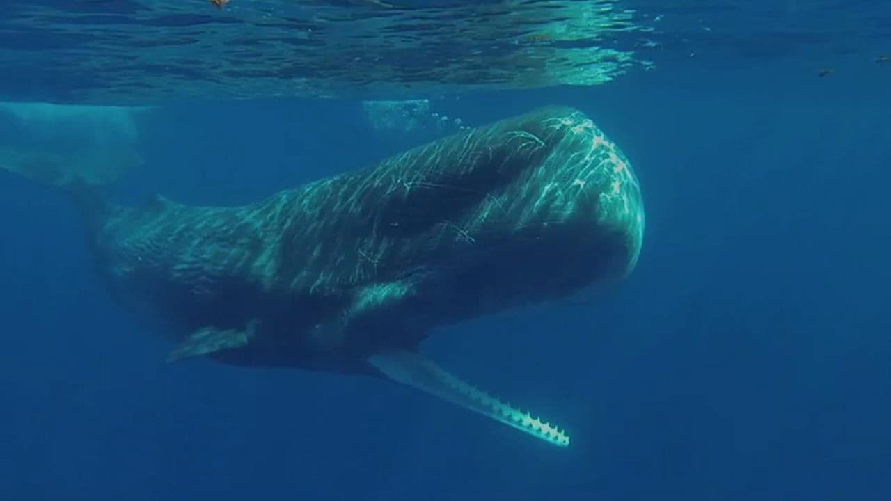 Backdrop – Auf Du und Du mit Pottwalen