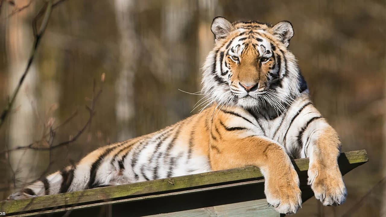 Backdrop – Das verborgene Reich des Sibirischen Tigers