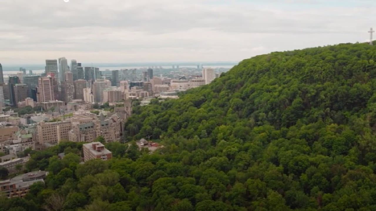 Backdrop – Forêts urbaines