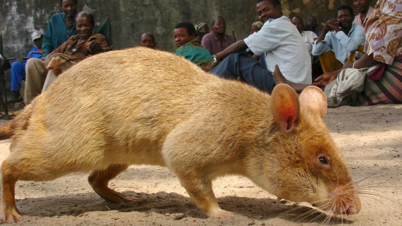 Backdrop – Detecting Danger: Africa's Giant Rats